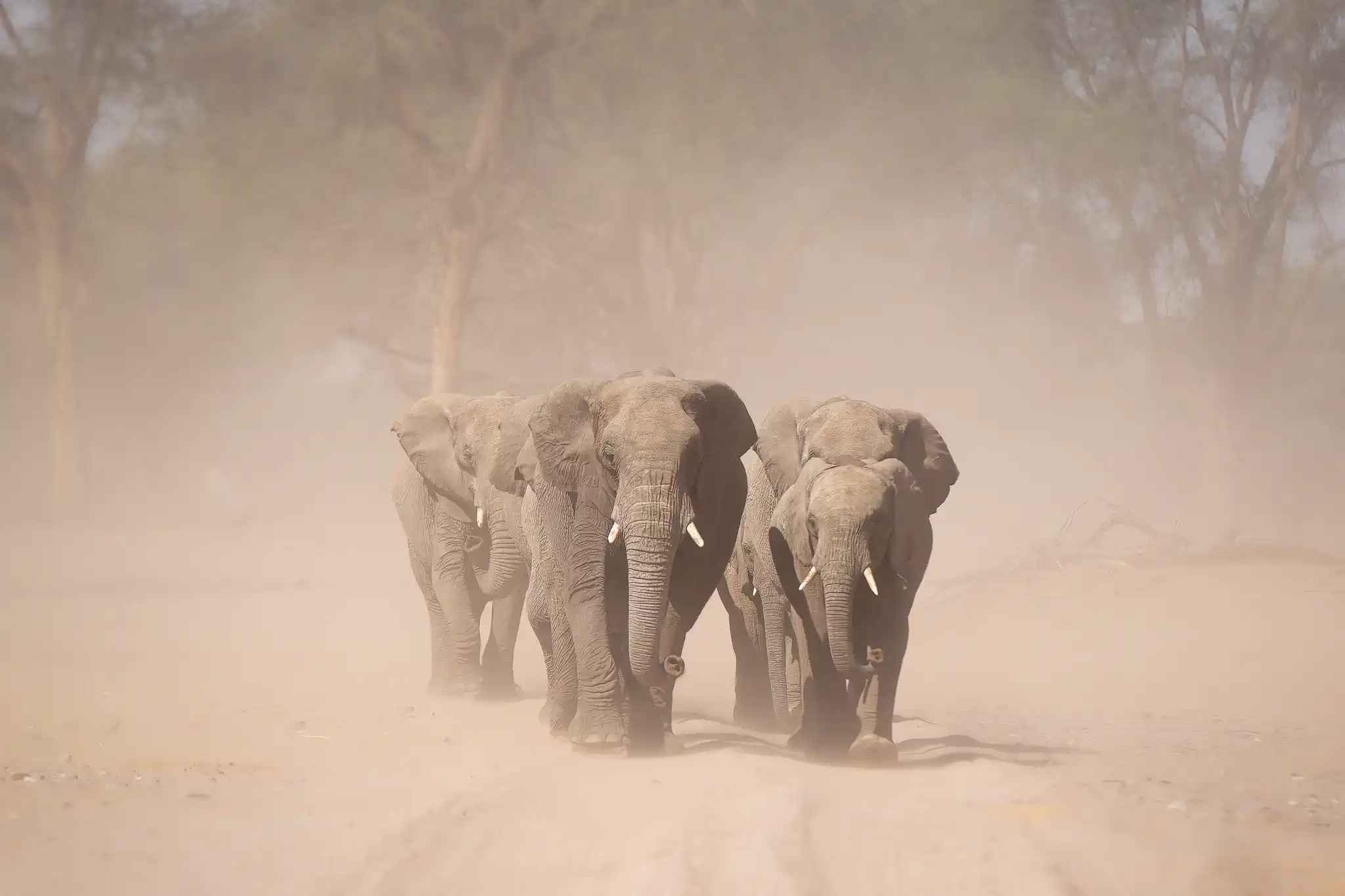 Desert-adapted elephants walking through a dry riverbed in Kaokoland, Namibia.