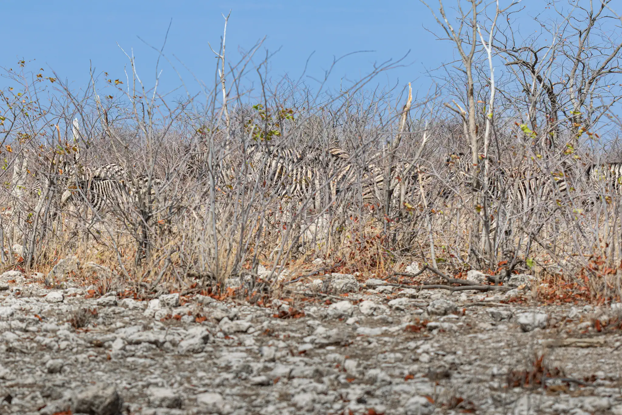 Zebras in Etosha during a classic Namibia private safari