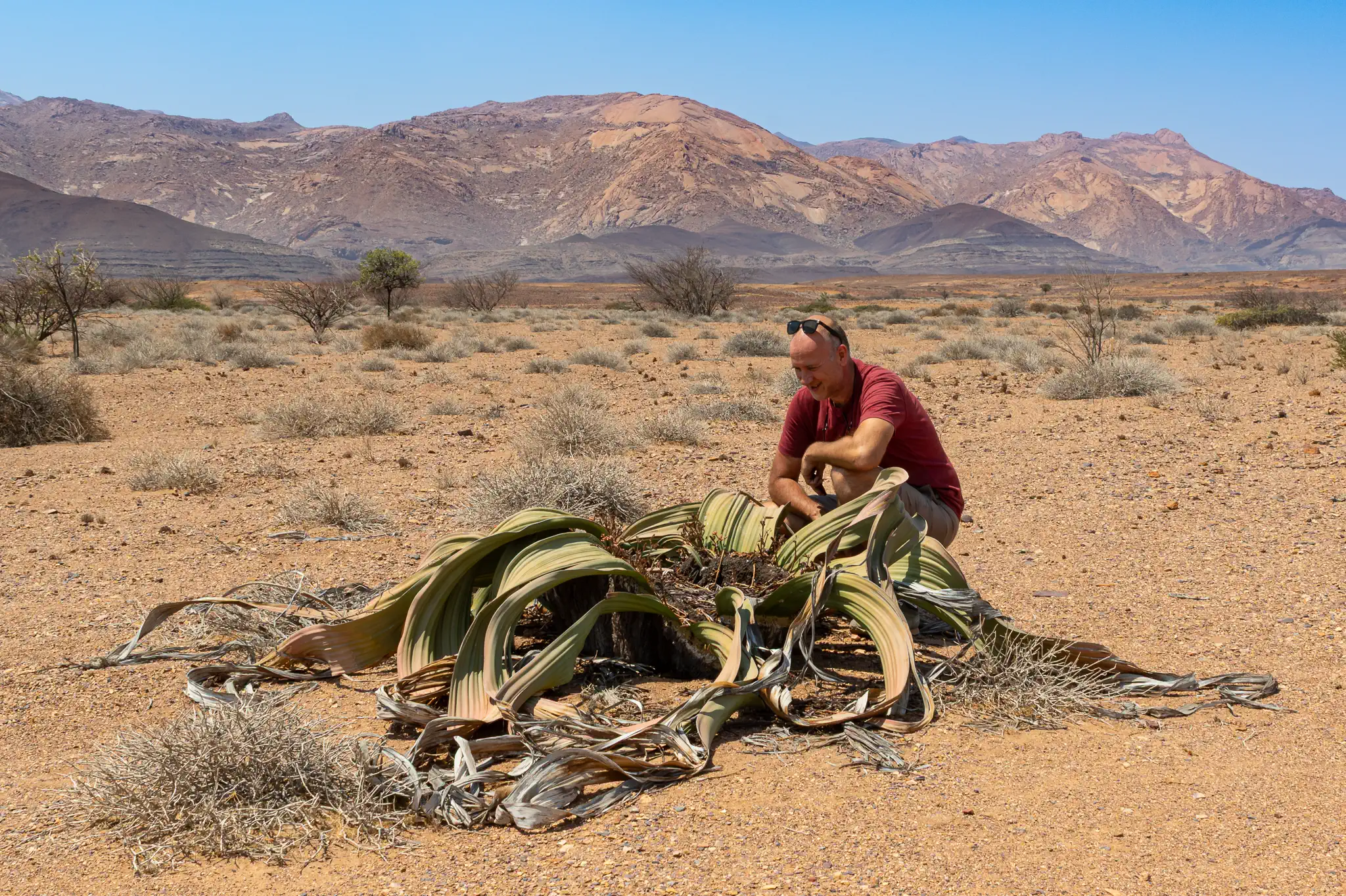 Guide during a private safari in Namibia looking at a Welwitschia plant in the Namib Desert.