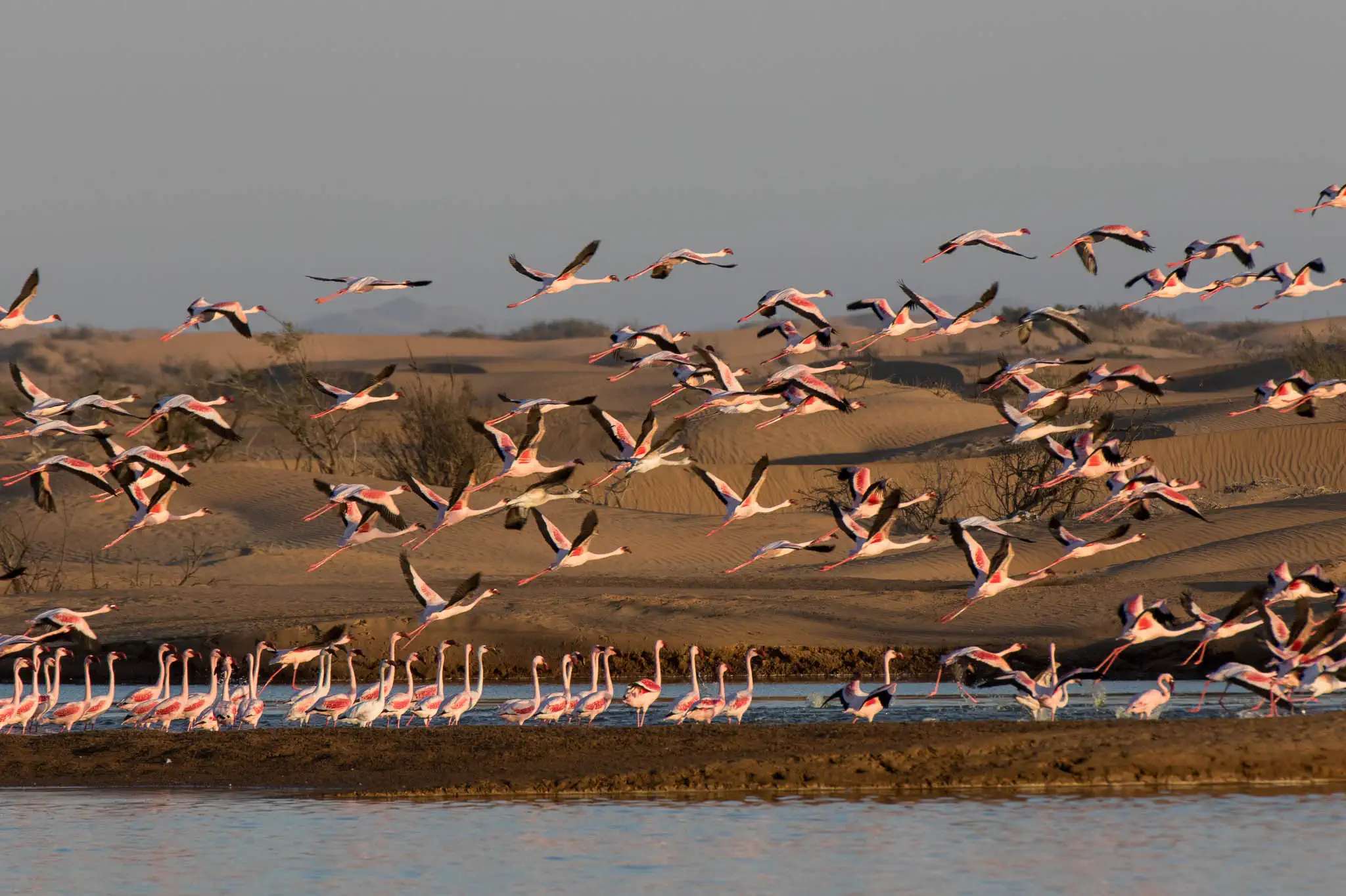 Flamingoes in the lagoons near Walvis Bay during a classic Namibia safari