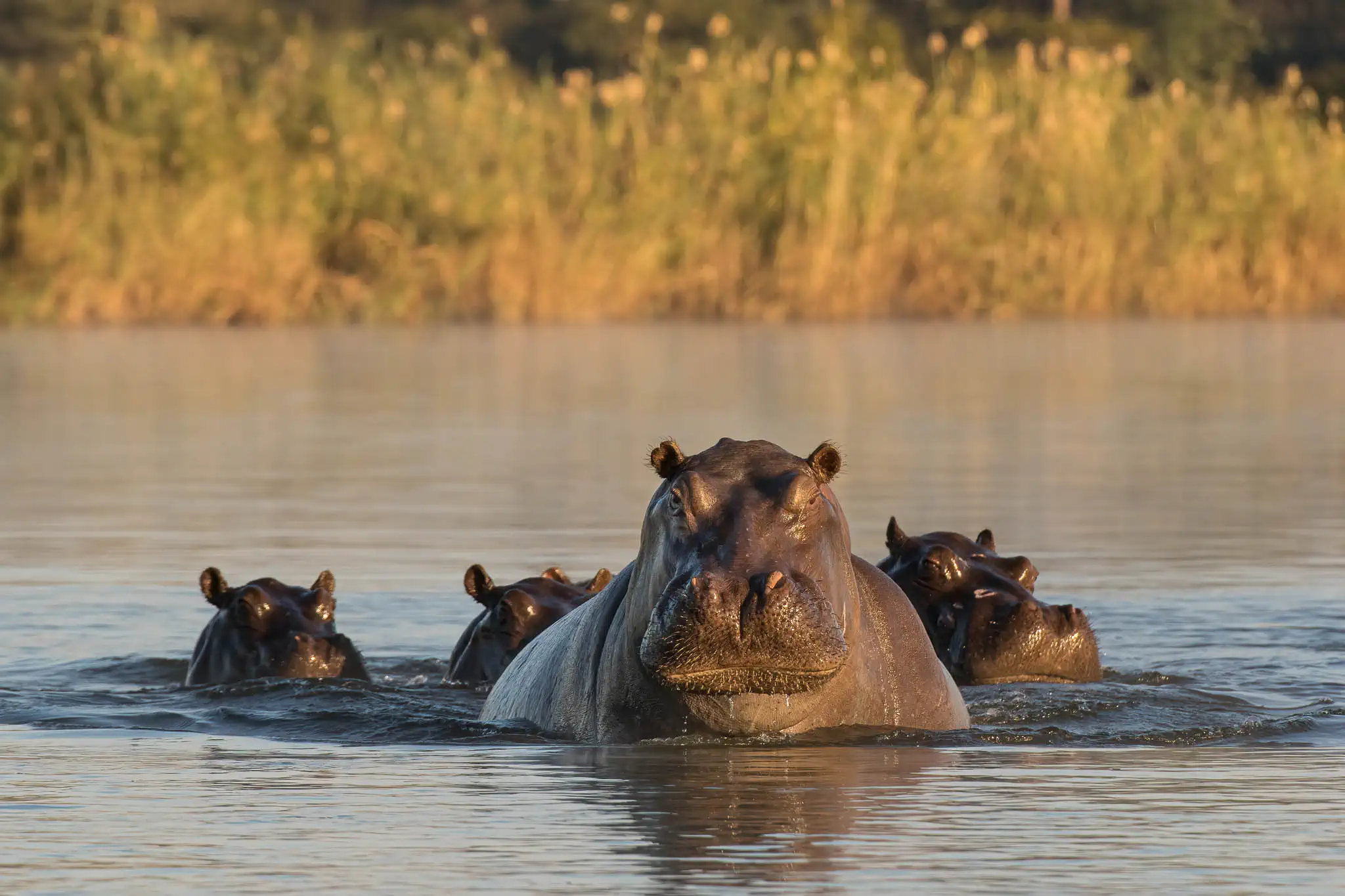 Hippos in the Kavango river in the Zambezi Region of Namibia