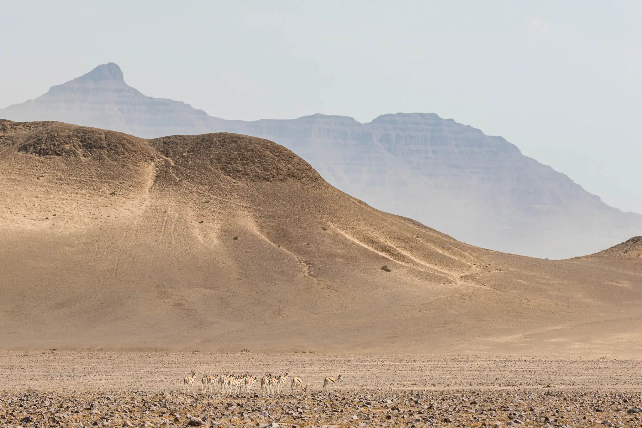 Springbok crossing a dry riverbed in Kaokoland in the remote northwest of Namibia