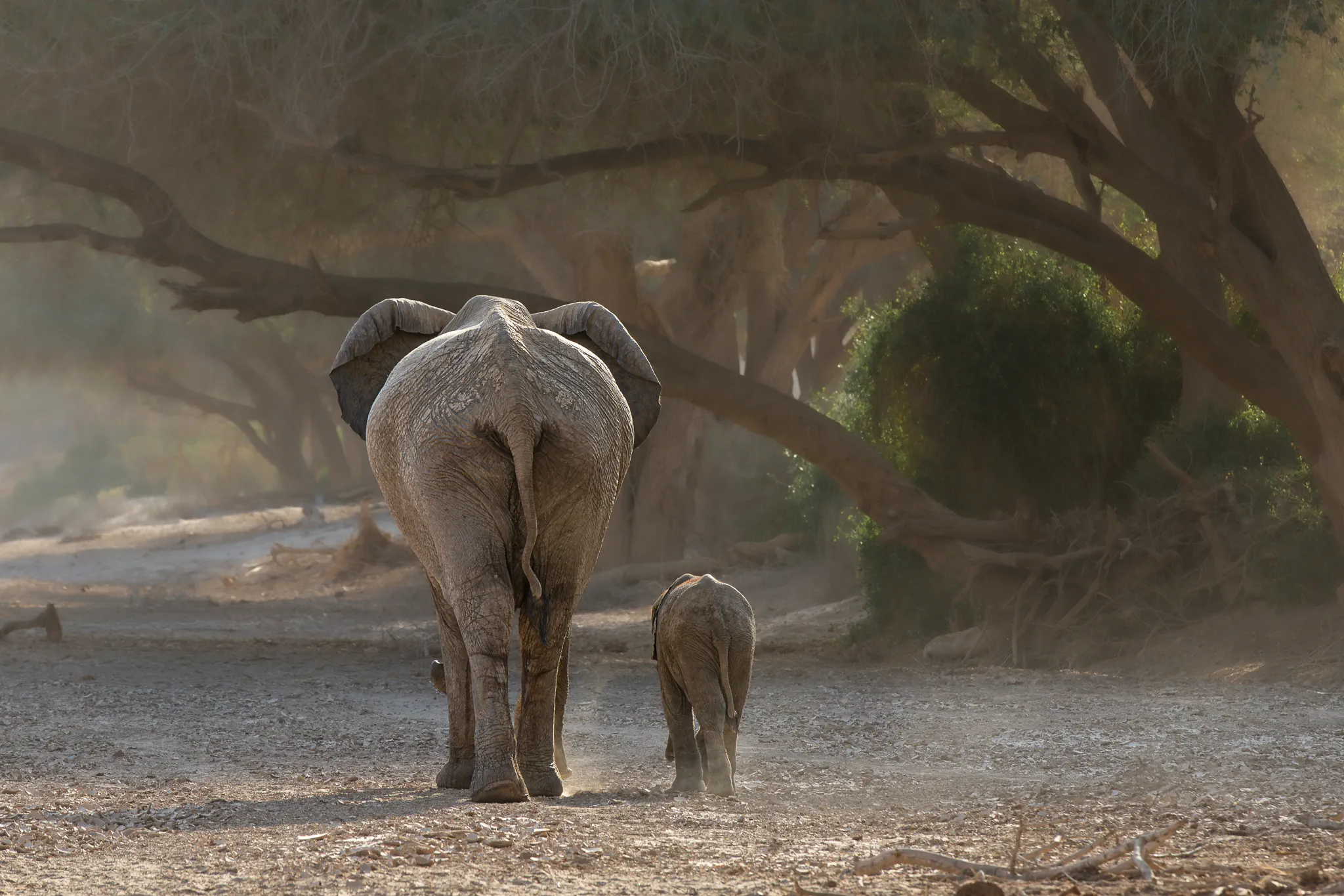 desert-adapted elephants in a dry riverbed in Namibia
