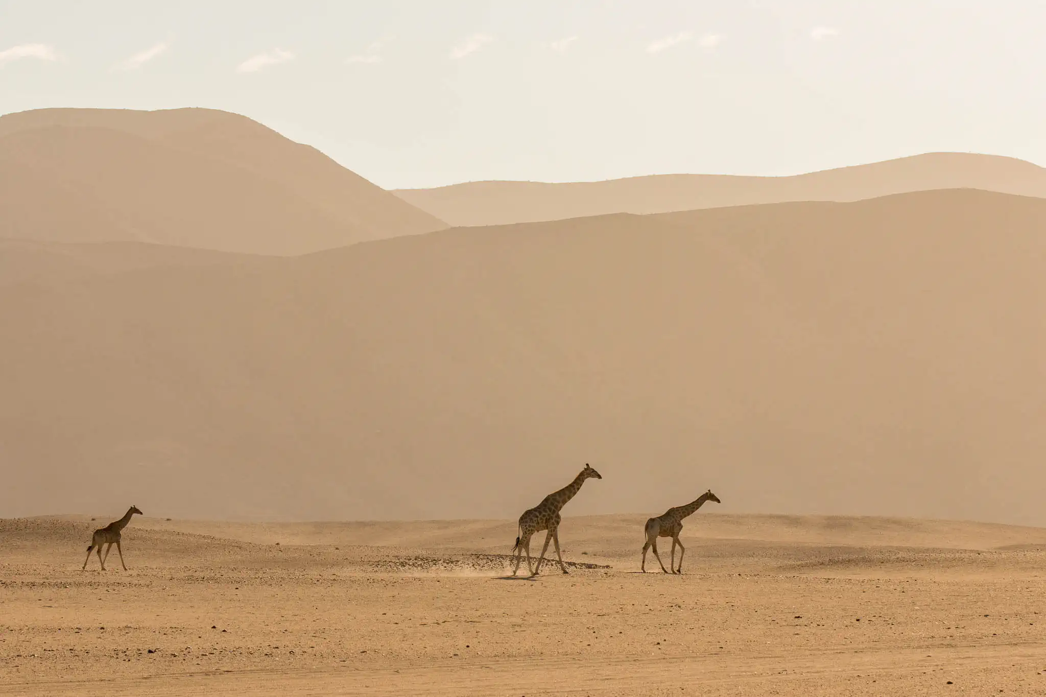 Giraffes in the remote Kaokoland during a private guided safari beyond the highlights of Namibia