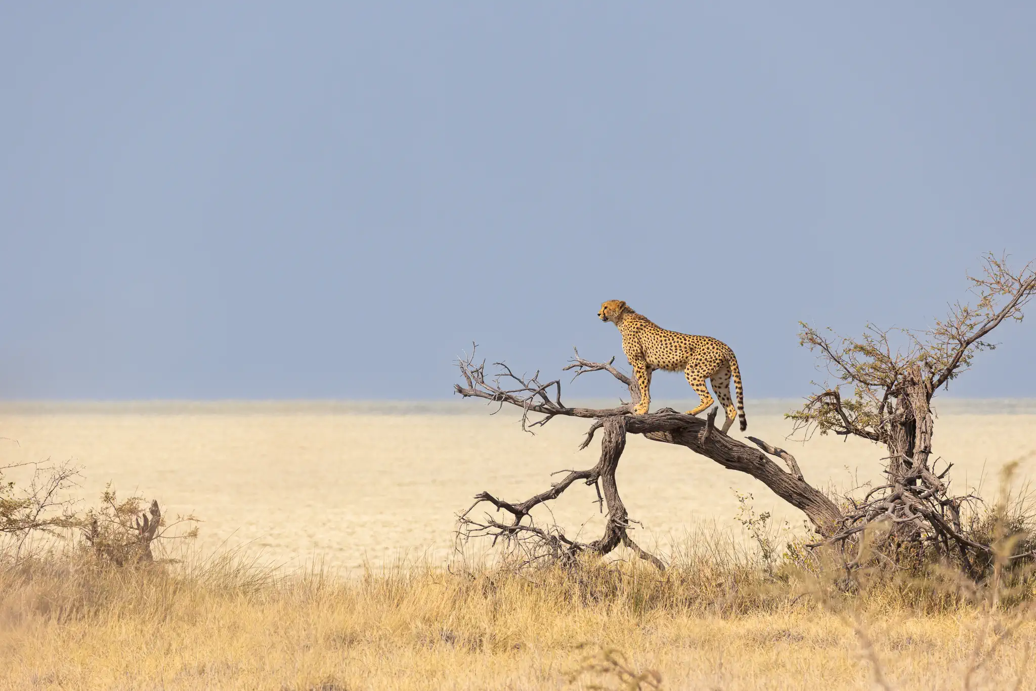 Cheetah on a hunt in during a private guided safari in Etosha Namibia