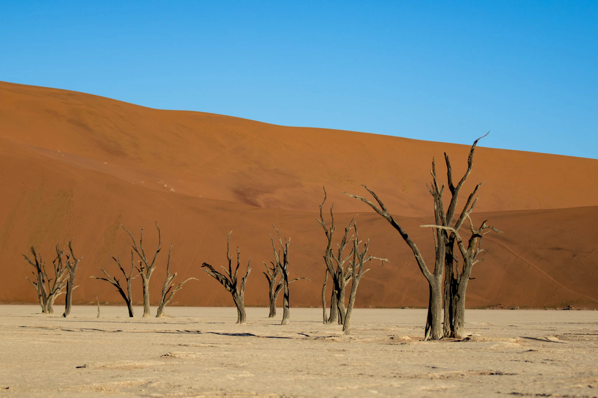 Deadvlei in Namibia with dead Camelthorn trees