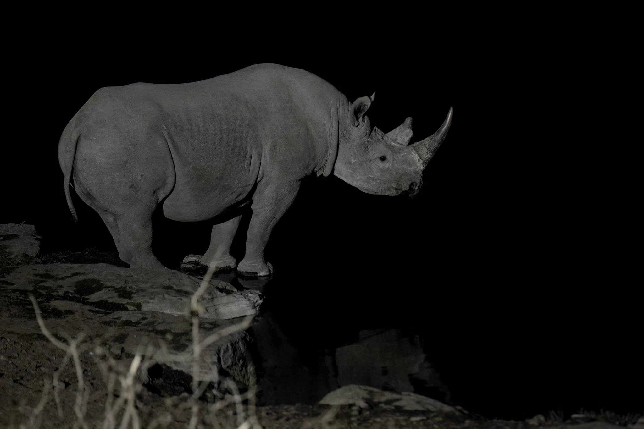 Black Rhino at Halali waterhole in Etosha, Namibia