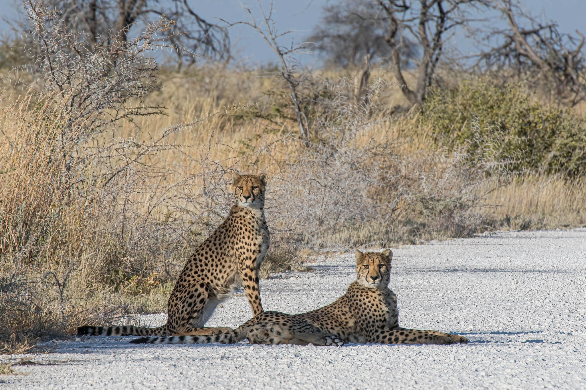 Cheetahs in Etosha National Park, Namibia