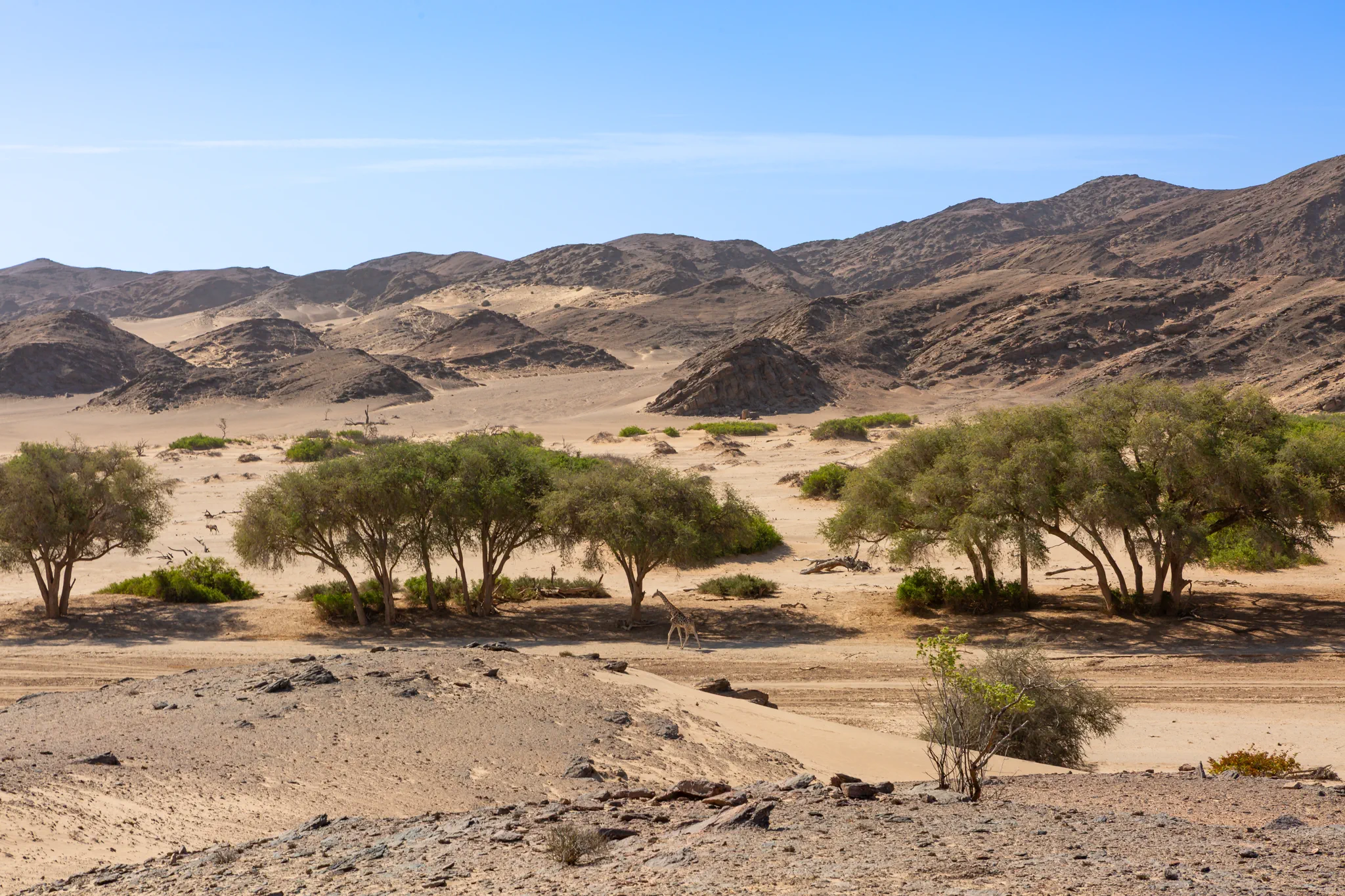 Hoanib Riverbed in Kaokoland, Namibia
