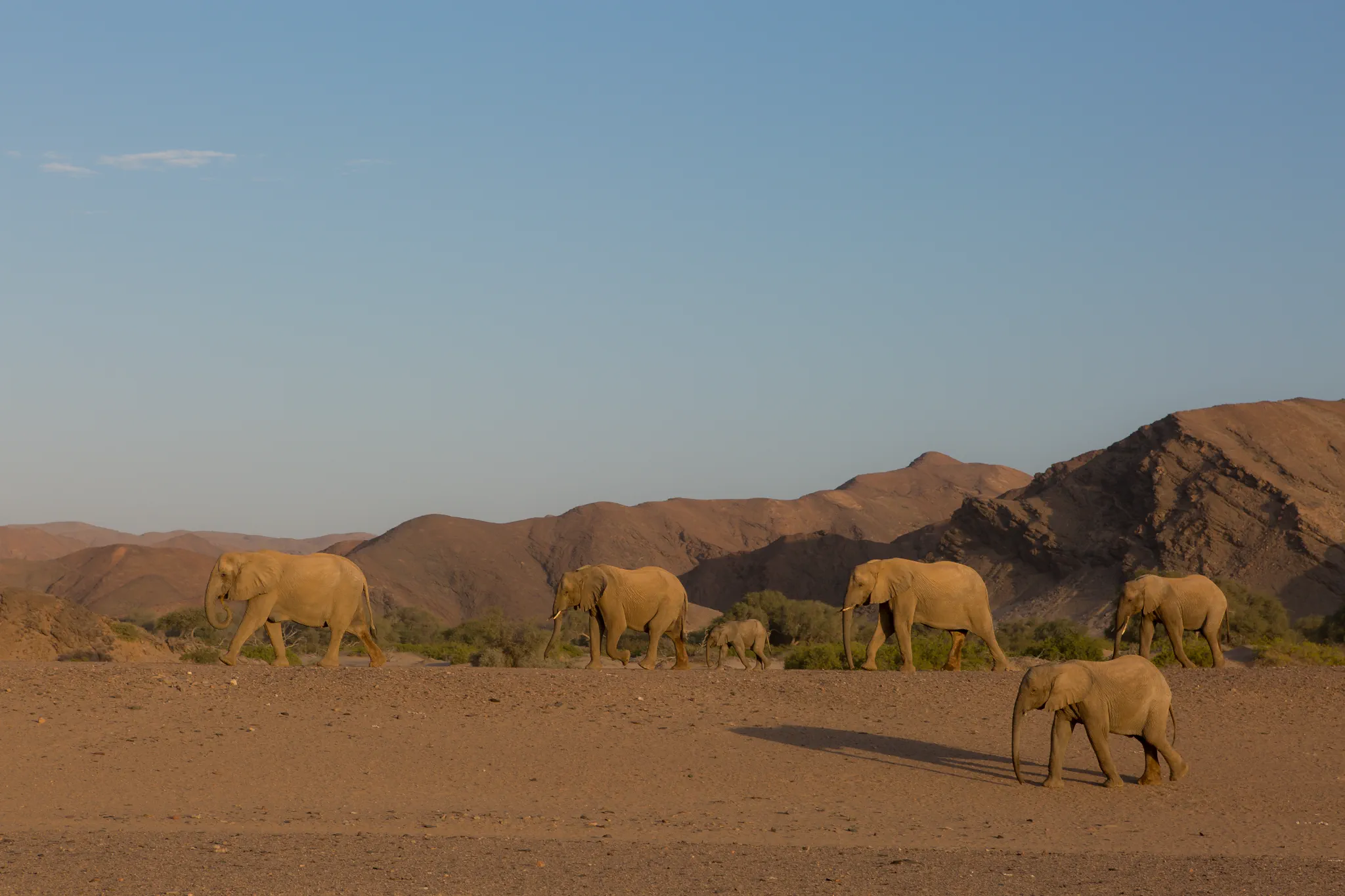 Desert-adapted elephants in the Hoanib riverbed in Namibia.