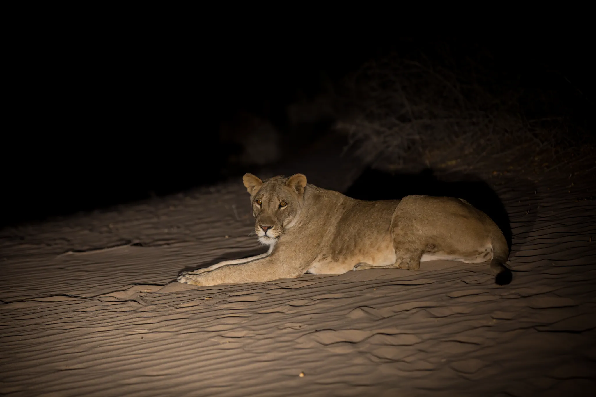 A desert-adapted lion in the Hoanib riverbed of Namibia.