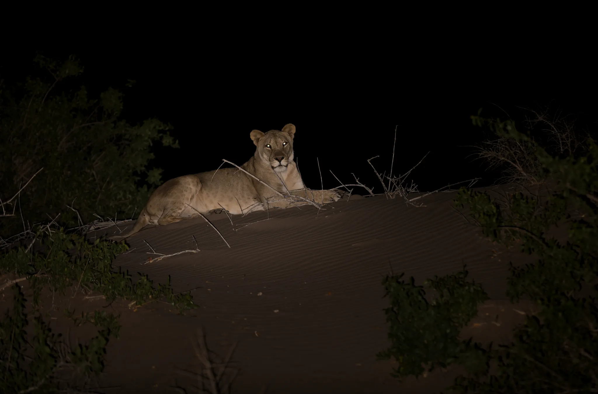 A desert-adapted lion in the Hoanib riverbed of Namibia.