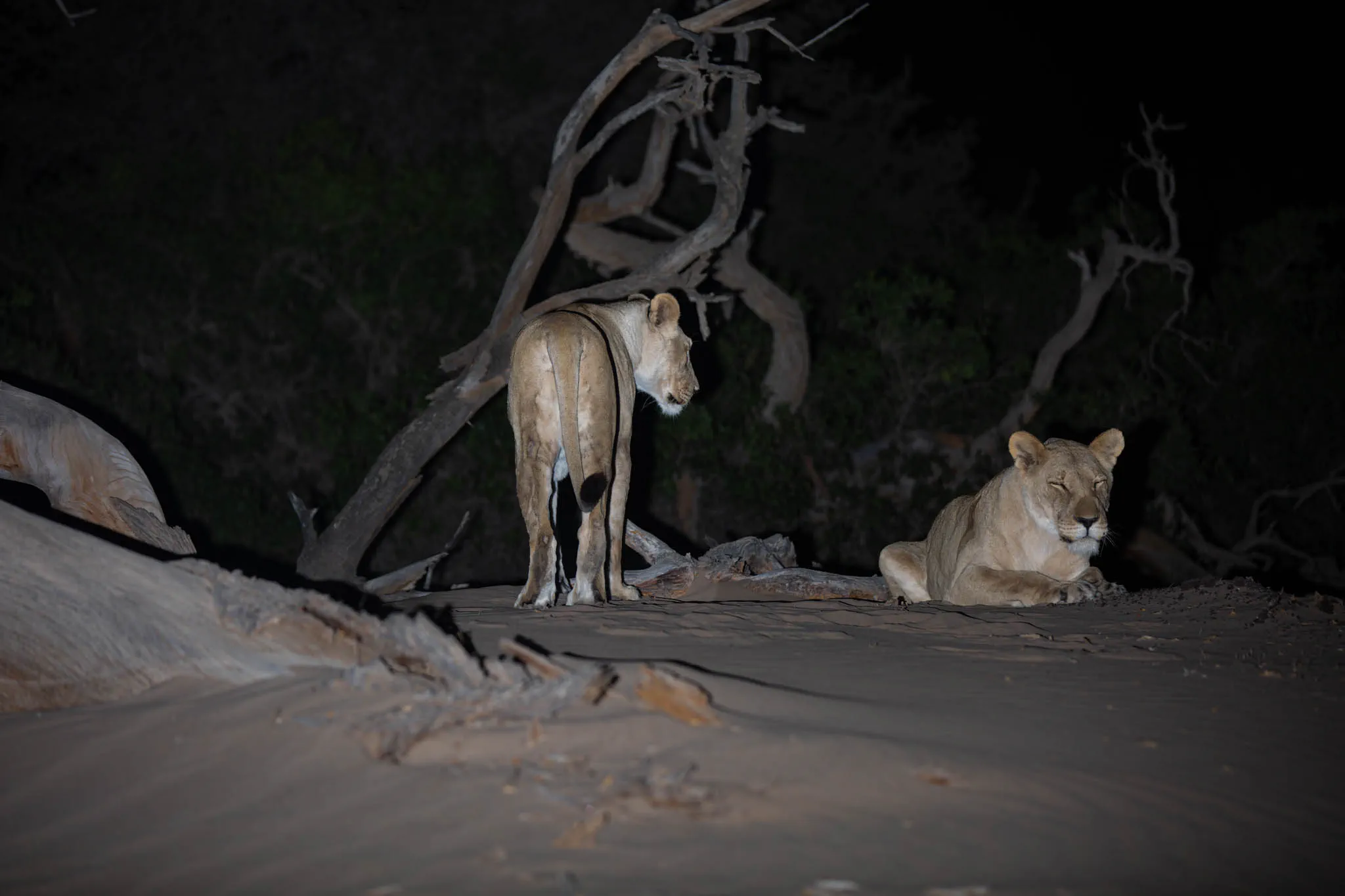 Two female desert-adapted lions Namibia