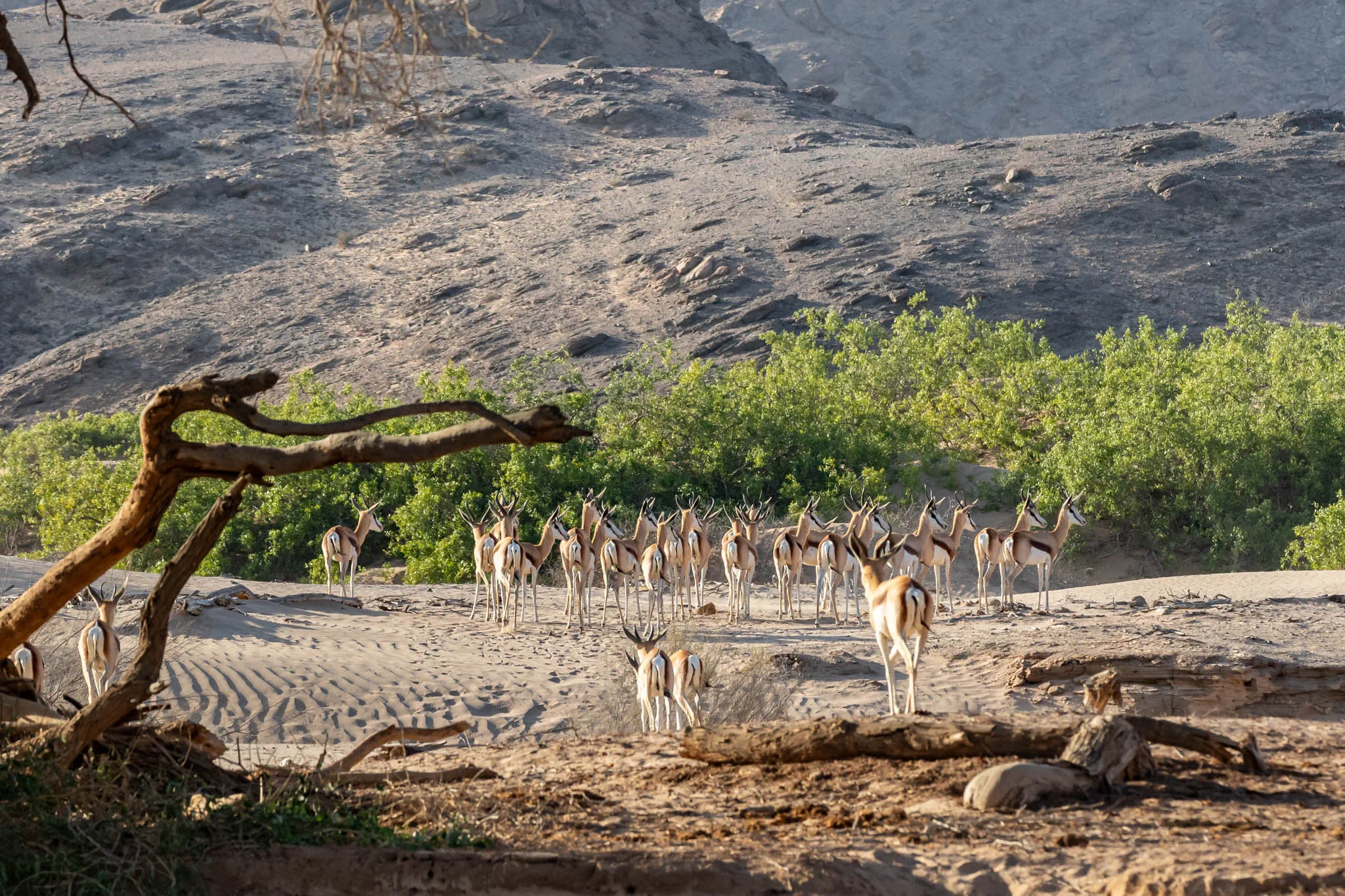 Springbok in hoanib riverbed kaokoland Namibia