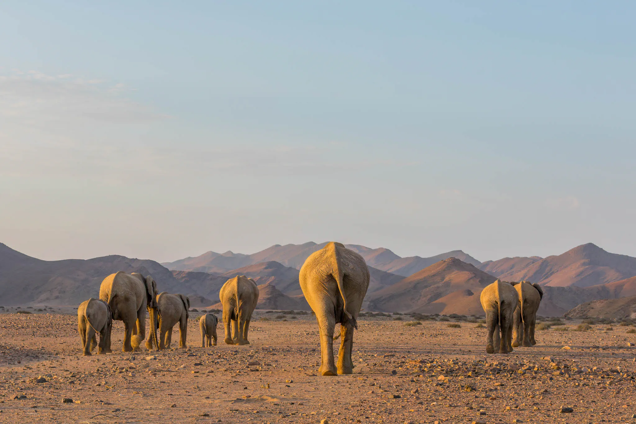 Desert-adapted elephants in the Hoanib riverbed in Namibia.