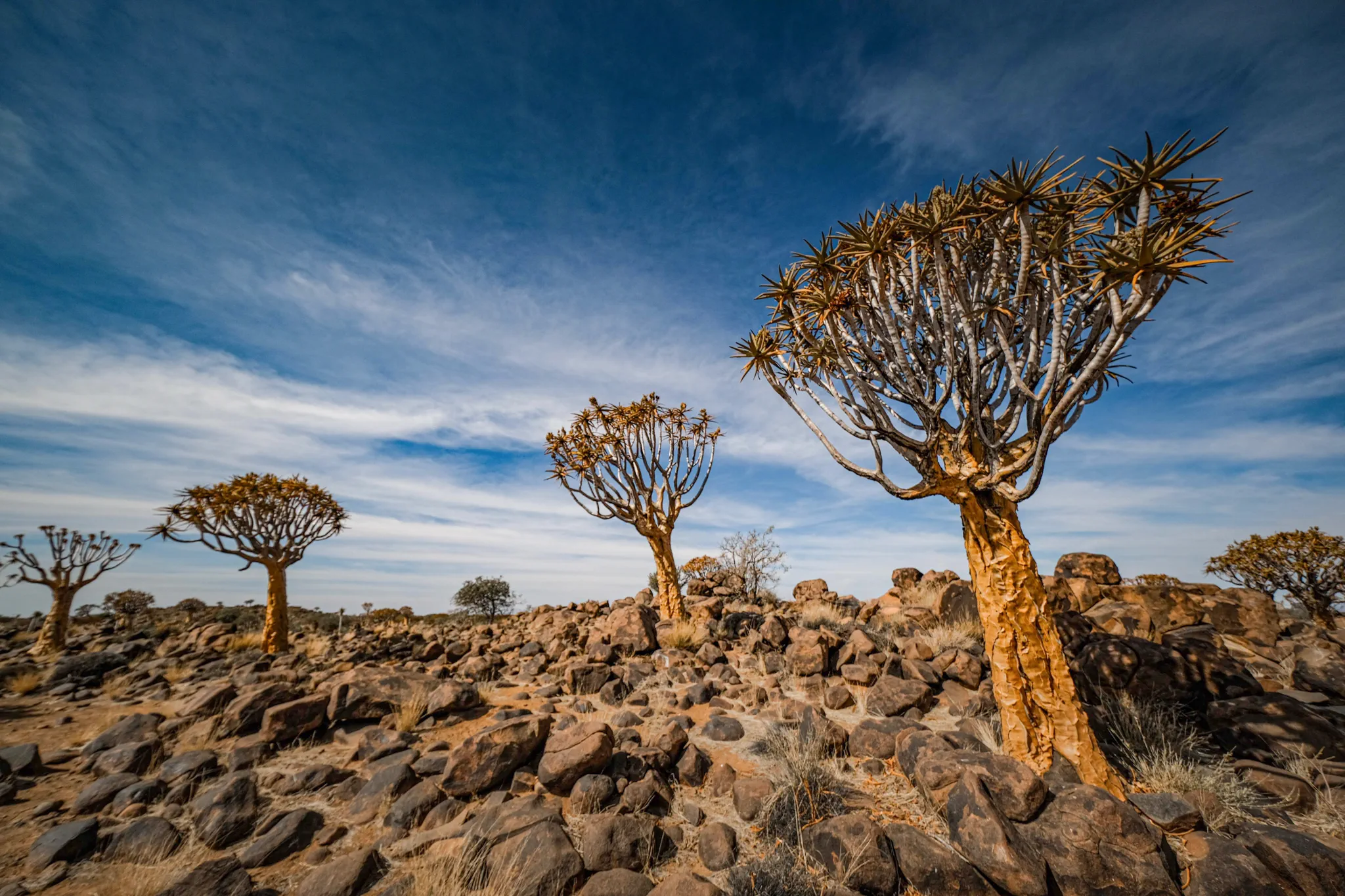 Quiver Trees Forest in southern Namibia
